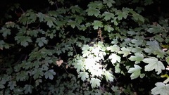 Sapindaceae