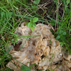 Sebacina sparassoidea