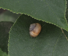 Acusta