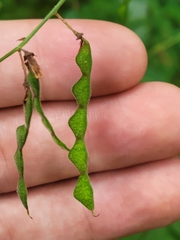 Desmodium perplexum