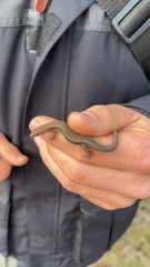 Lampropholis delicata