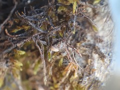 Uloborus walckenaerius