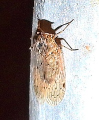 Melanoliarus aridus