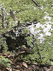 Lithobates catesbeianus