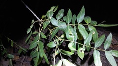 Fraxinus angustifolia