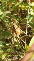 Roeseliana roeselii