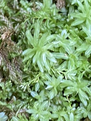 Atrichum undulatum