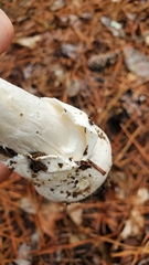 Amanita suballiacea