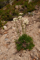 Ligusticum