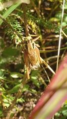 Roeseliana roeselii