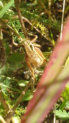 Roeseliana roeselii