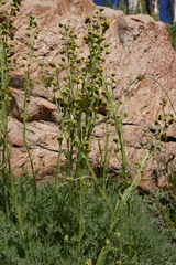 Artemisia norvegica
