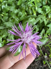 Centaurea nigrescens