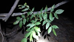 Fraxinus angustifolia