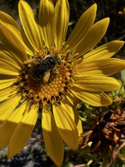 Melissodes microstictus