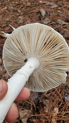 Amanita suballiacea