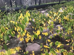 Apocynum androsaemifolium