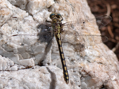 Ophiogomphus severus