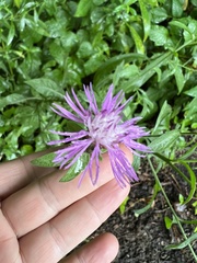 Centaurea nigrescens