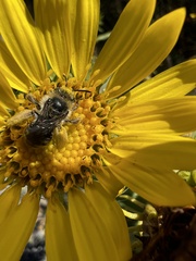 Melissodes microstictus