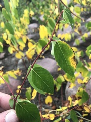 Apocynum androsaemifolium