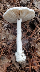 Amanita suballiacea