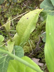 Platanthera pollostantha