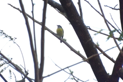 Coereba flaveola