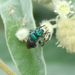 Augochloropsis metallica