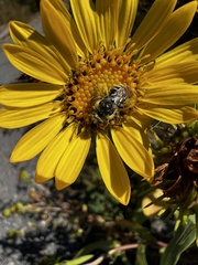 Melissodes microstictus