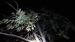 Fraxinus angustifolia