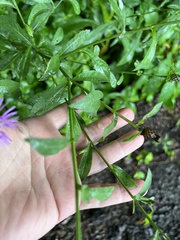 Centaurea nigrescens