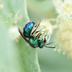 Augochloropsis metallica