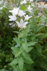 Campanula lactiflora