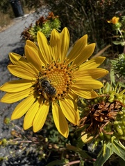 Melissodes microstictus