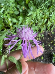 Centaurea nigrescens