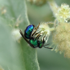 Augochloropsis metallica