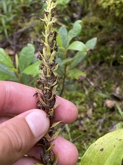 Platanthera pollostantha