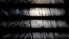 Crematogaster scutellaris