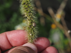 Eysarcoris guttigerus