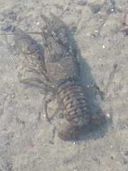 Faxonius limosus