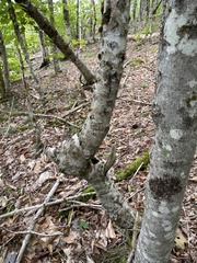 Fagus grandifolia