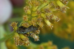Stictopleurus punctatonervosus