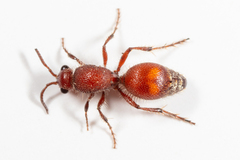 Dasymutilla archboldi