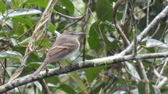 Cnemotriccus fuscatus