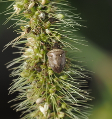 Eysarcoris guttigerus