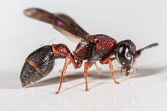 Leptochilus acolhuus