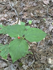 Trillium undulatum