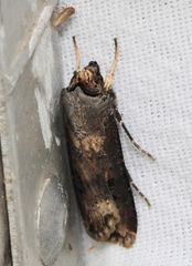 Agrotis