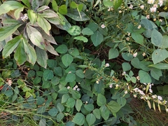 Impatiens pallida